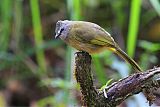 Flavescent Bulbul